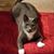 Laurel Fritzsche's profile image