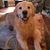 Sharon Kitchens's profile image