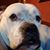 Ross Niblock's profile image