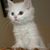 Felix Feline's profile image