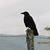 Frank Ervin's profile image