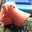 Normen Strobel's profile image