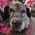 Jeanine Calliou Currier's profile image