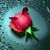 Fernanda Silveira's profile image