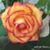 Sheri Strickland Moore's profile image