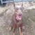 Sarah Leigh Ann Freitag's profile image
