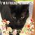 Cat Palace's profile image