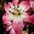 Shelly K Keener's profile image