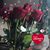 Rose Ruiz's profile image