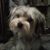 Paula Iacovelli Okleshen's profile image
