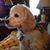 Becky Bramlett's profile image