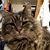 Mendy Sherrell's profile image