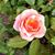 Elizabeth Page McGuire's profile image