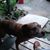 Tisha Sebring's profile image