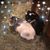 Alana Franklin-Randon's profile image