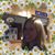 Amelia Fleming's profile image