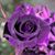 Vicki Klemetsen's profile image