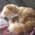 Allyne Ally Solomon's profile image