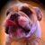 Rani Runi's profile image
