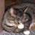 Claudia Binfa's profile image