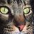 Dave Stedman's profile image