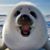 TL Sommer's profile image