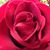 Lynne Holl's profile image