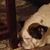 James Wolfe's profile image
