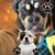 Camela Chesnut Wiget's profile image