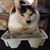 Susan M. Rogge's profile image