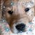 Serena Miller O'Boyle's profile image