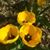 Dawn Shafer's profile image