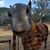 Sharon Pichierre-Grannis's profile image