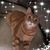 Donna Marie Comello Everhart's profile image