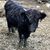 Jo MacNutt Luthe's profile image