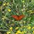 Judy Weismantle-burkholder's profile image