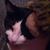 Jeffrey Normal's profile image