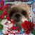 Suzanne Marie's profile image
