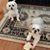 Terri Fanning Gordon's profile image