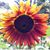 Aaron Noemi Causseaux's profile image