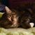 Debby Ross's profile image