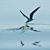 Anne Murray Falcone's profile image