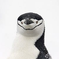 Mark King's profile image
