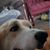 SaraAnn Buza's profile image
