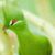 Yabadoo Fee's profile image