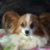 Paula Marsella's profile image