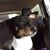 Carol Borrelli's profile image