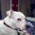 Tricia Risley Pongracz's profile image