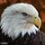 Mark Ruddy's profile image