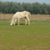 Isidro Flores's profile image